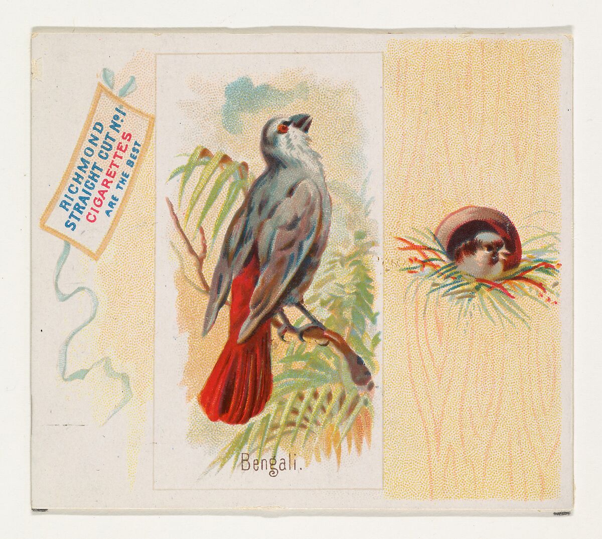 Bengali, from the Song Birds of the World series (N42) for Allen & Ginter Cigarettes, Issued by Allen &amp; Ginter (American, Richmond, Virginia), Commercial color lithograph 