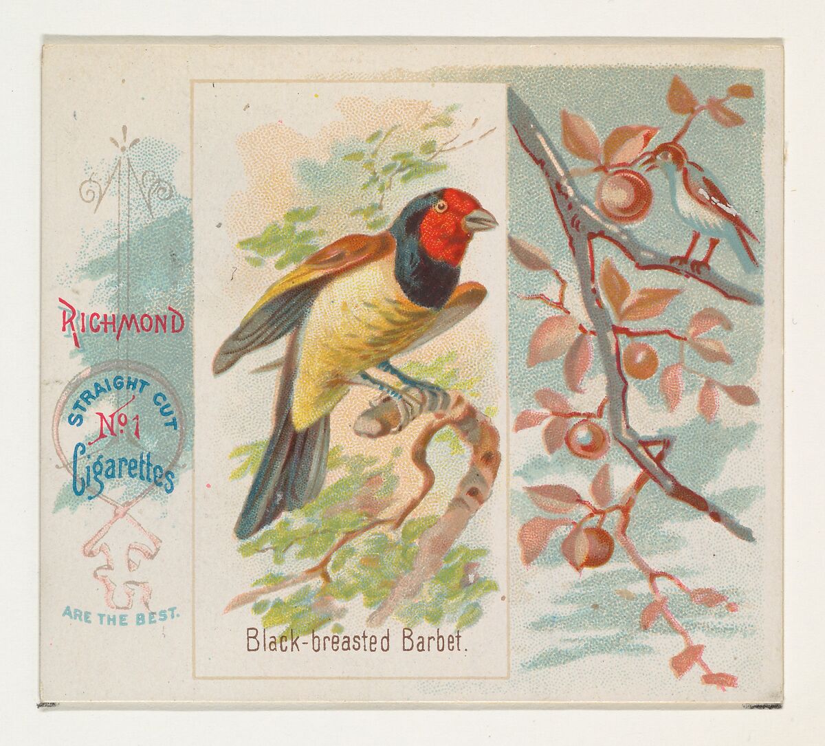 Black-breasted Barbet, from the Song Birds of the World series (N42) for Allen & Ginter Cigarettes, Issued by Allen &amp; Ginter (American, Richmond, Virginia), Commercial color lithograph 