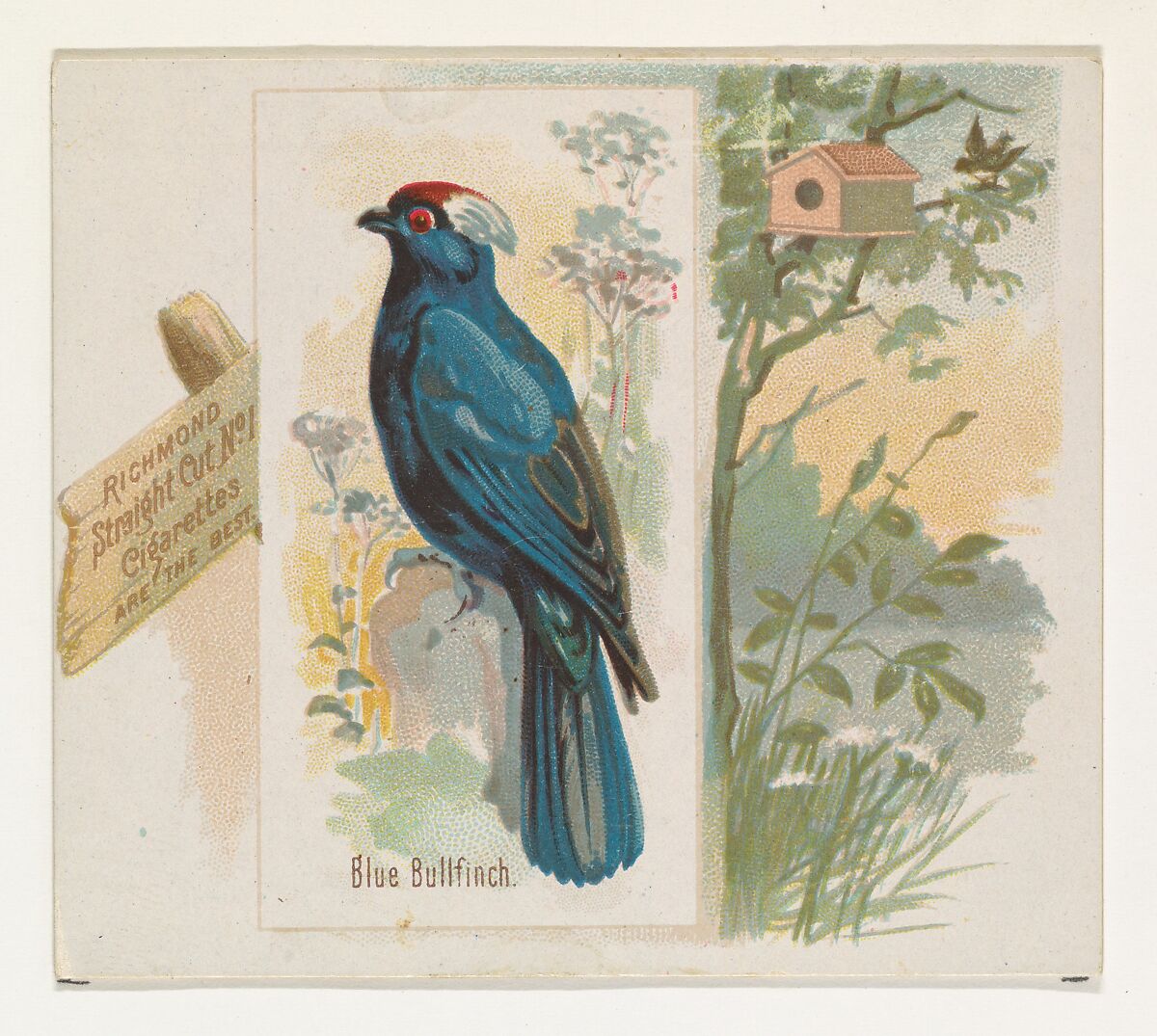 Blue Bullfinch, from the Song Birds of the World series (N42) for Allen & Ginter Cigarettes, Issued by Allen &amp; Ginter (American, Richmond, Virginia), Commercial color lithograph 