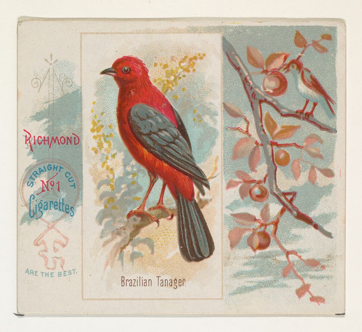 Brazilian Tanager, from the Song Birds of the World series (N42) for Allen & Ginter Cigarettes, Issued by Allen &amp; Ginter (American, Richmond, Virginia), Commercial color lithograph 