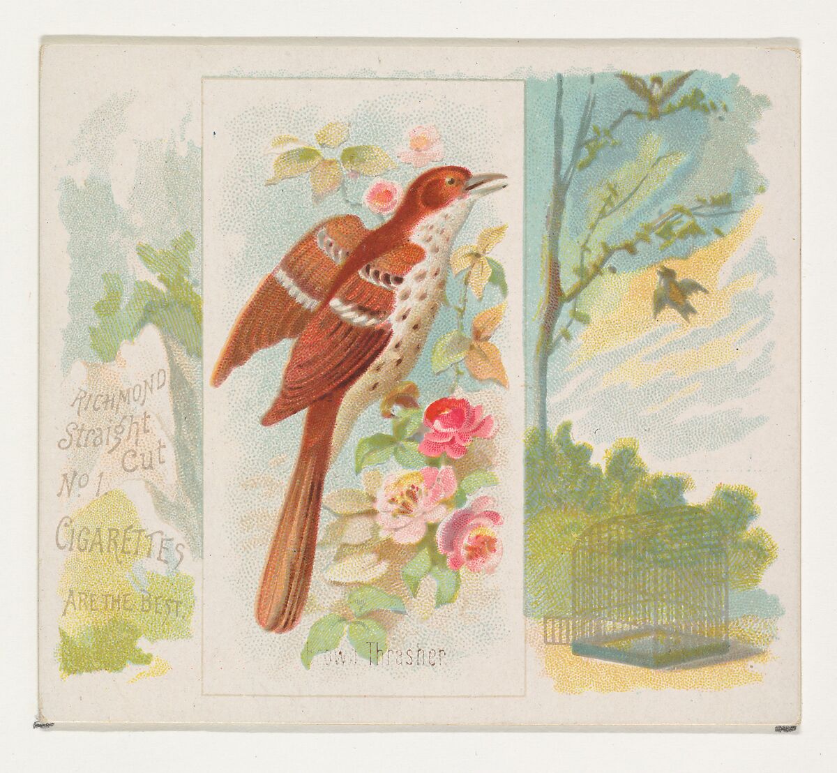Brown Thrasher, from the Song Birds of the World series (N42) for Allen & Ginter Cigarettes, Issued by Allen &amp; Ginter (American, Richmond, Virginia), Commercial color lithograph 