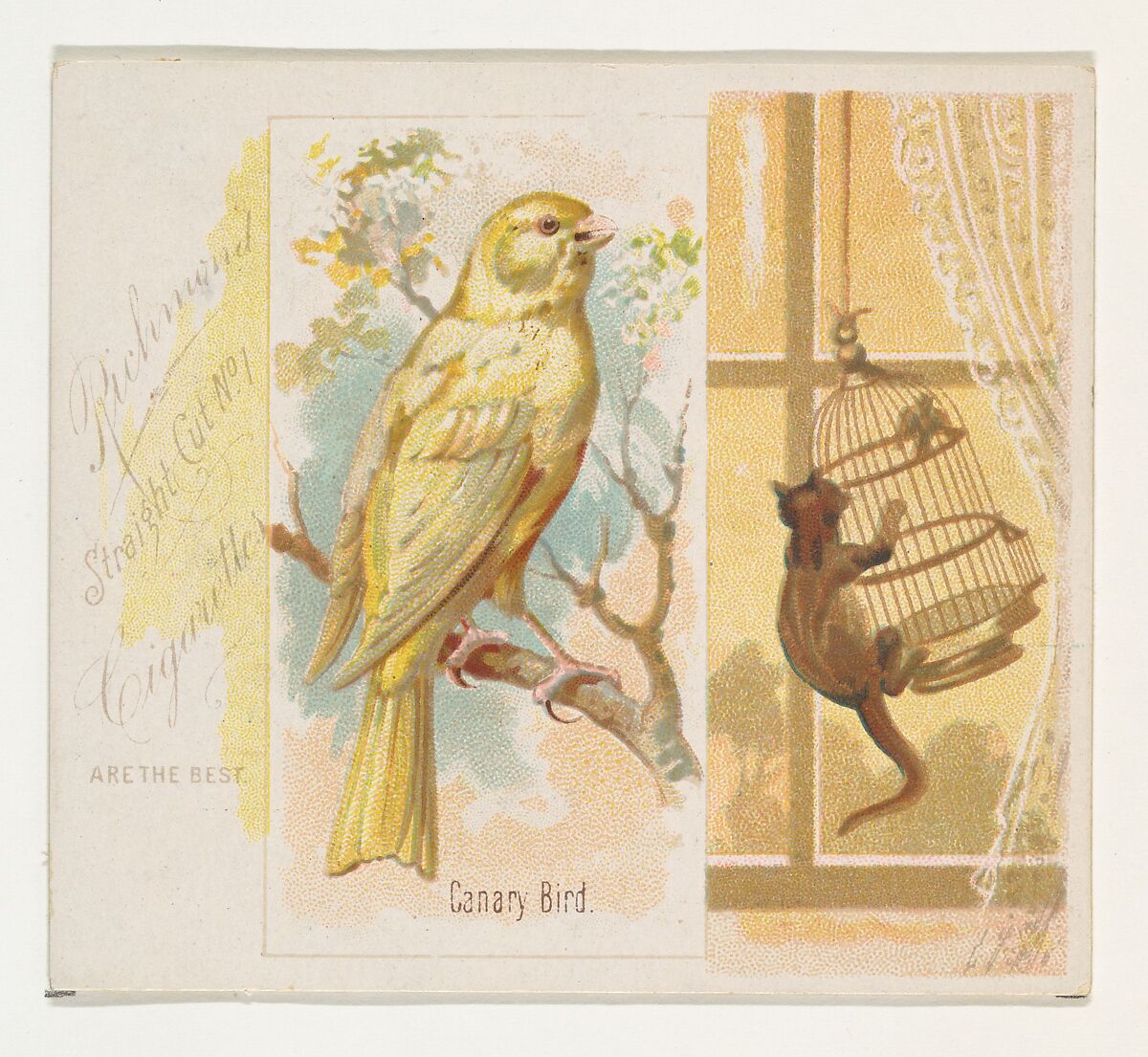 Canary Bird, from the Song Birds of the World series (N42) for Allen & Ginter Cigarettes, Issued by Allen &amp; Ginter (American, Richmond, Virginia), Commercial color lithograph 