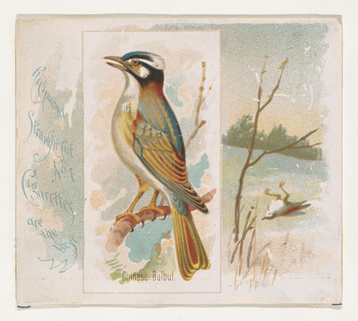 Issued by Allen & Ginter | Chinese Bulbul, from the Song Birds of the ...