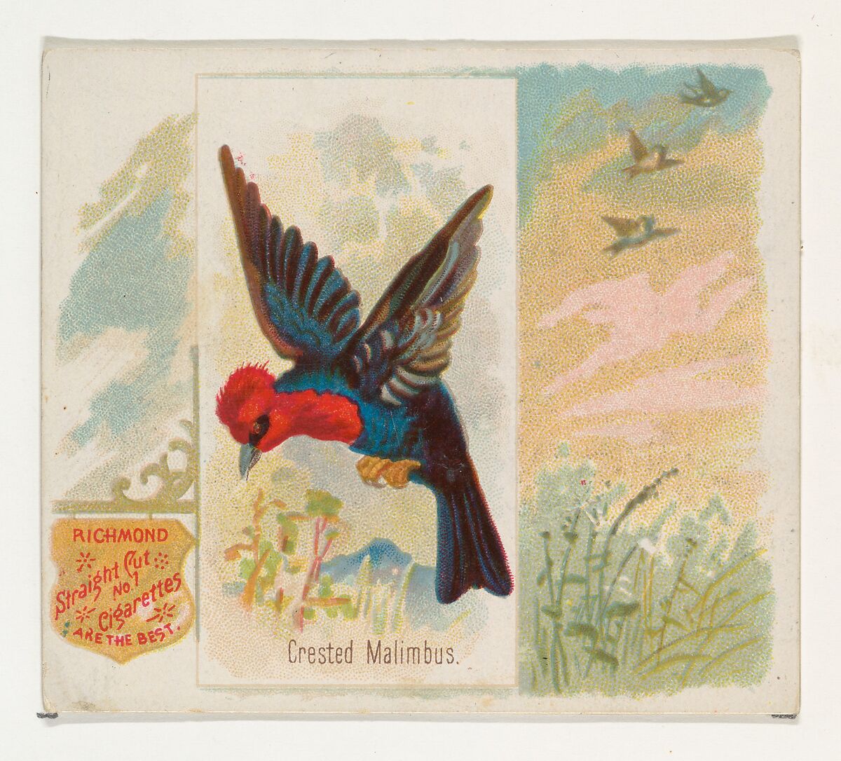 Crested Malimbus, from the Song Birds of the World series (N42) for Allen & Ginter Cigarettes, Issued by Allen &amp; Ginter (American, Richmond, Virginia), Commercial color lithograph 