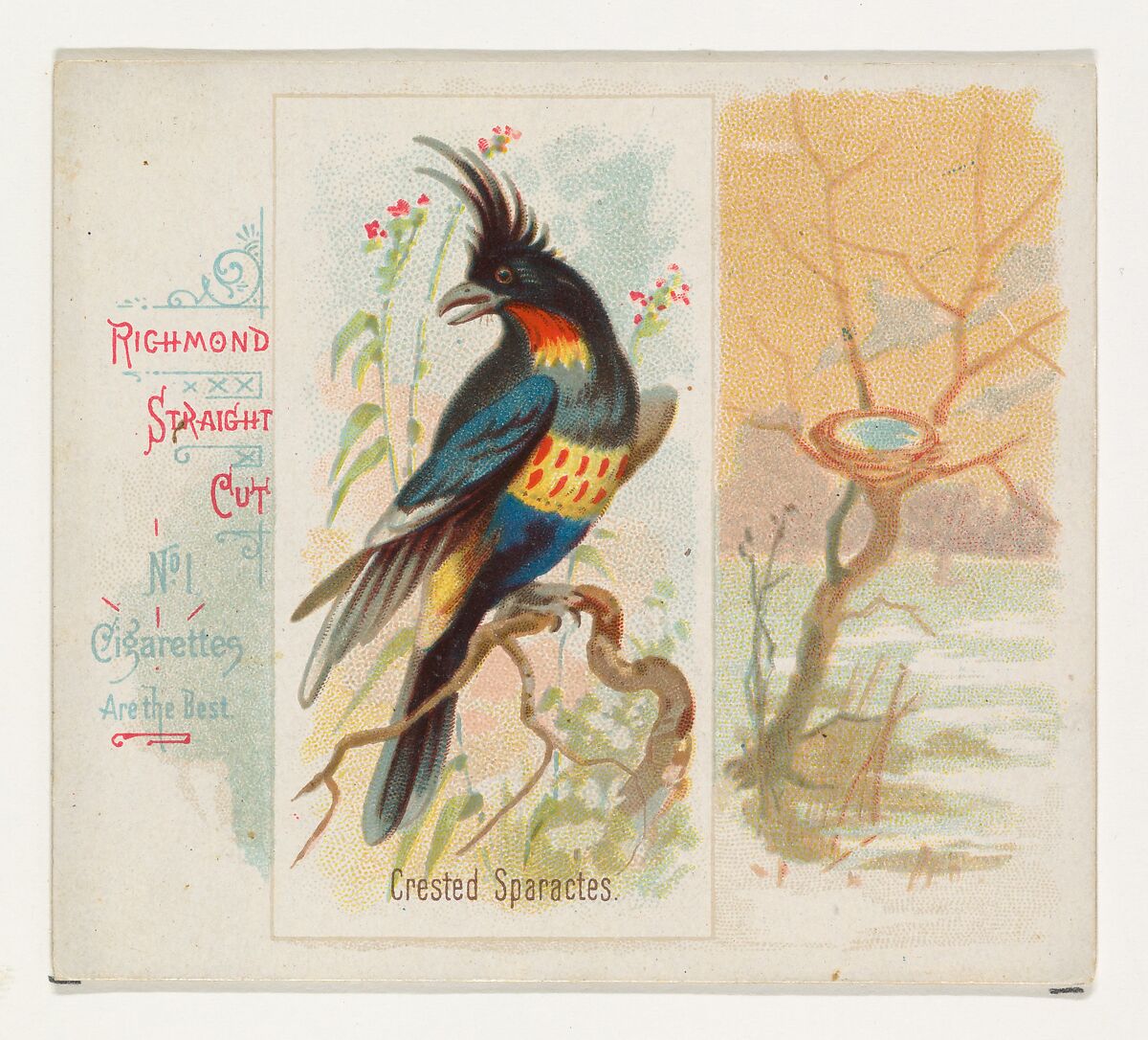 Crested Sparactes, from the Song Birds of the World series (N42) for Allen & Ginter Cigarettes, Issued by Allen &amp; Ginter (American, Richmond, Virginia), Commercial color lithograph 