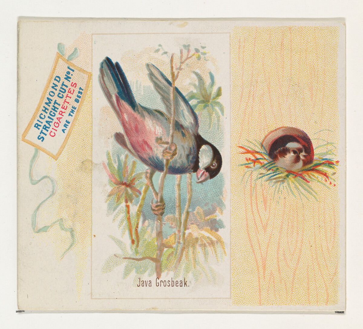 Java Grosbeak, from the Song Birds of the World series (N42) for Allen & Ginter Cigarettes, Issued by Allen &amp; Ginter (American, Richmond, Virginia), Commercial color lithograph 