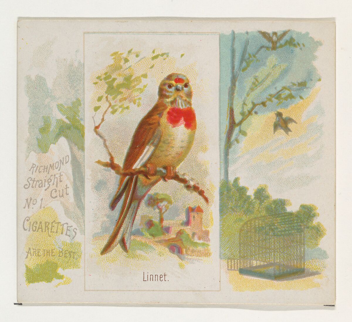 Linnet, from the Song Birds of the World series (N42) for Allen & Ginter Cigarettes, Issued by Allen &amp; Ginter (American, Richmond, Virginia), Commercial color lithograph 