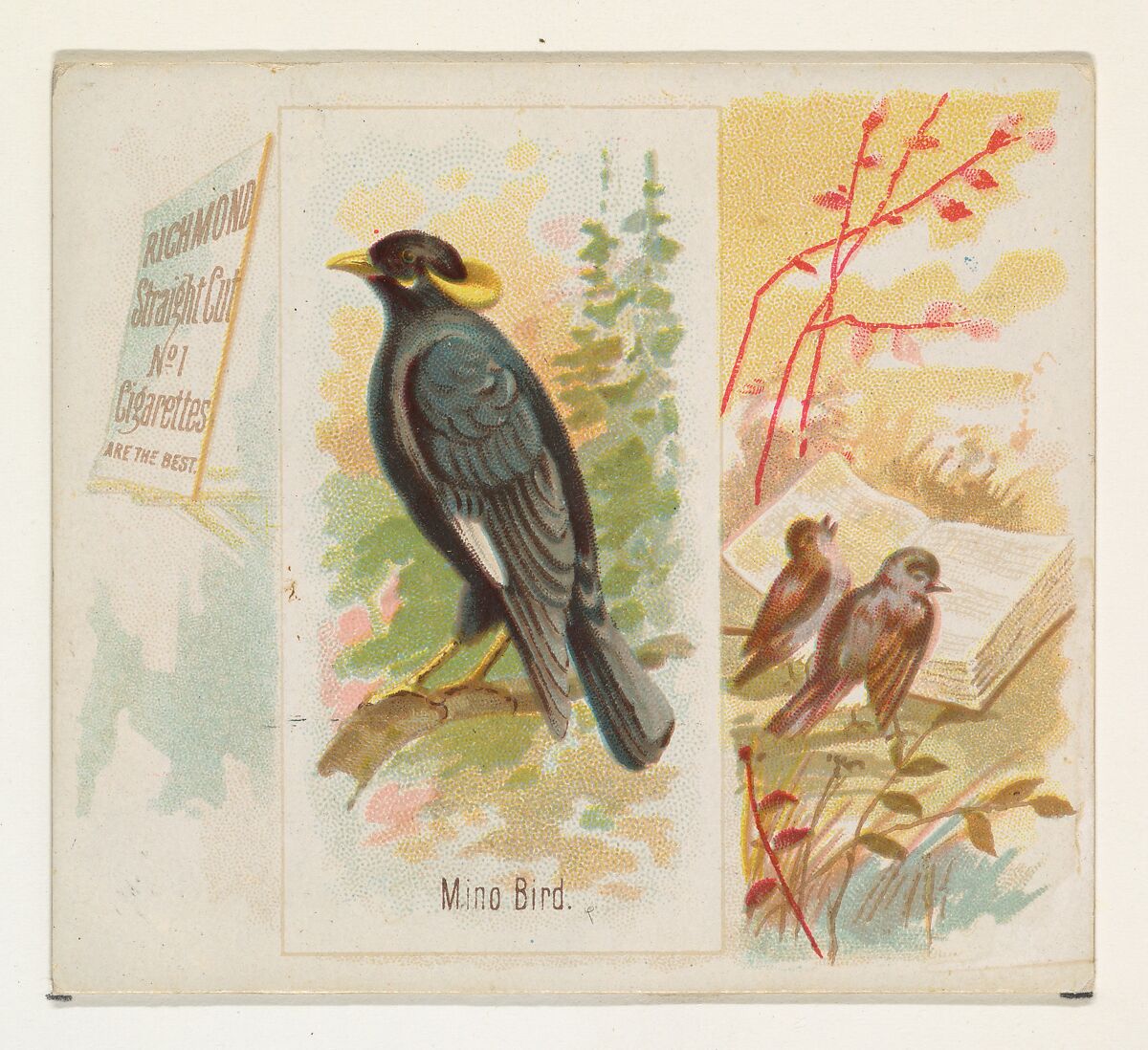 Mino Bird, from the Song Birds of the World series (N42) for Allen & Ginter Cigarettes, Issued by Allen &amp; Ginter (American, Richmond, Virginia), Commercial color lithograph 