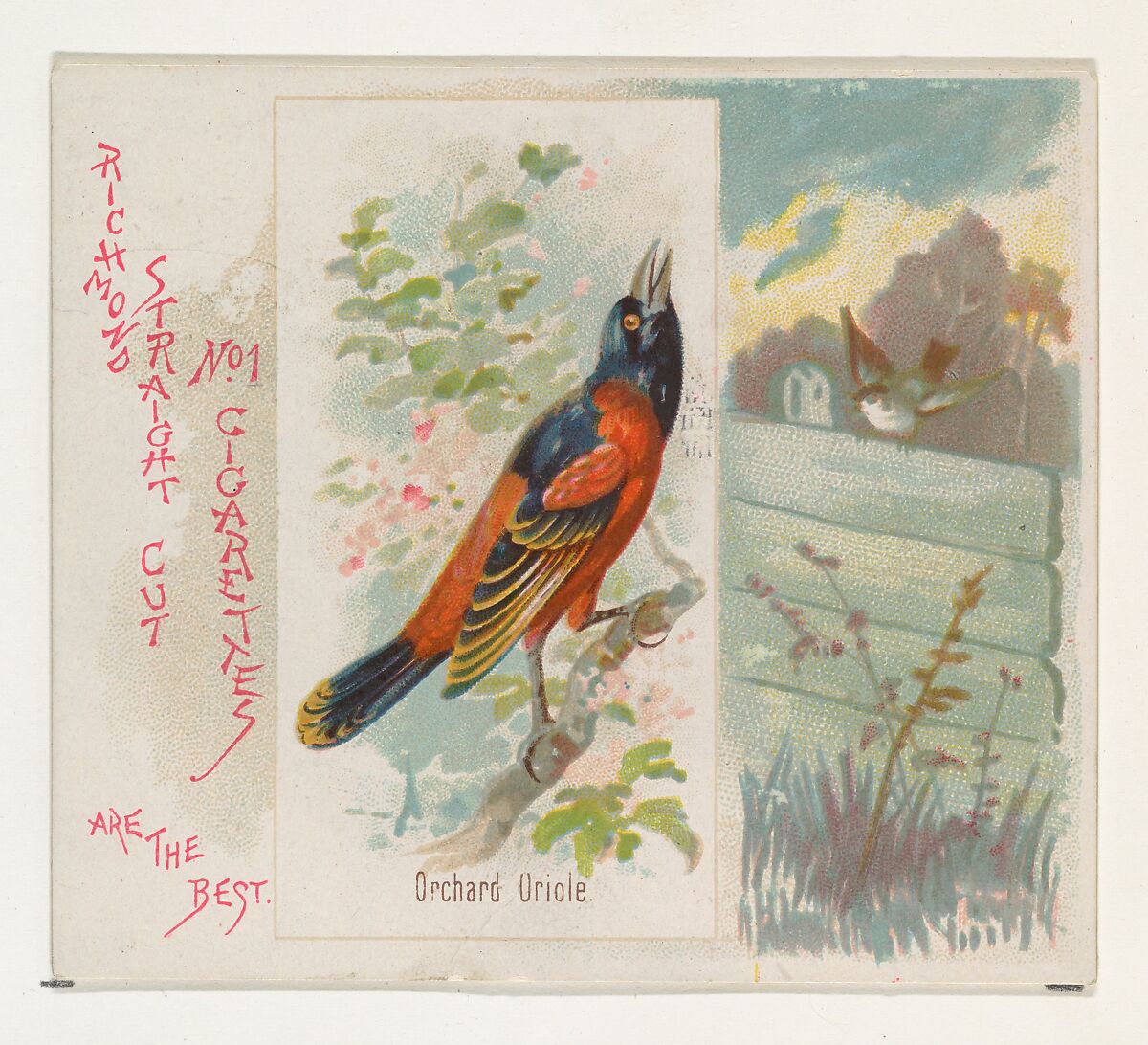 Orchard Oriole, from the Song Birds of the World series (N42) for Allen & Ginter Cigarettes, Issued by Allen &amp; Ginter (American, Richmond, Virginia), Commercial color lithograph 