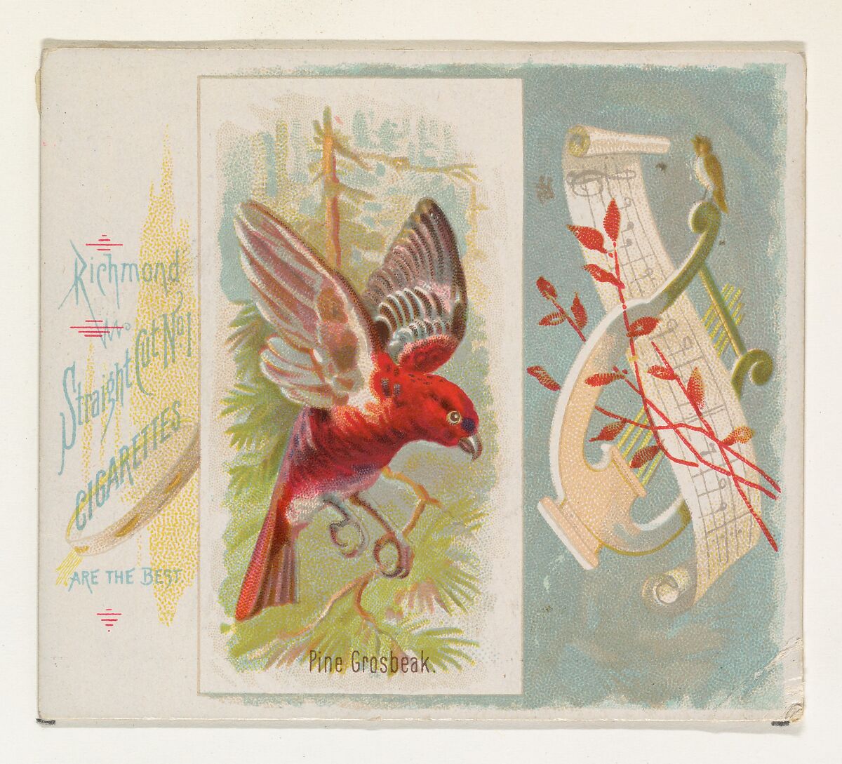 Pine Grosbeak, from the Song Birds of the World series (N42) for Allen & Ginter Cigarettes, Issued by Allen &amp; Ginter (American, Richmond, Virginia), Commercial color lithograph 