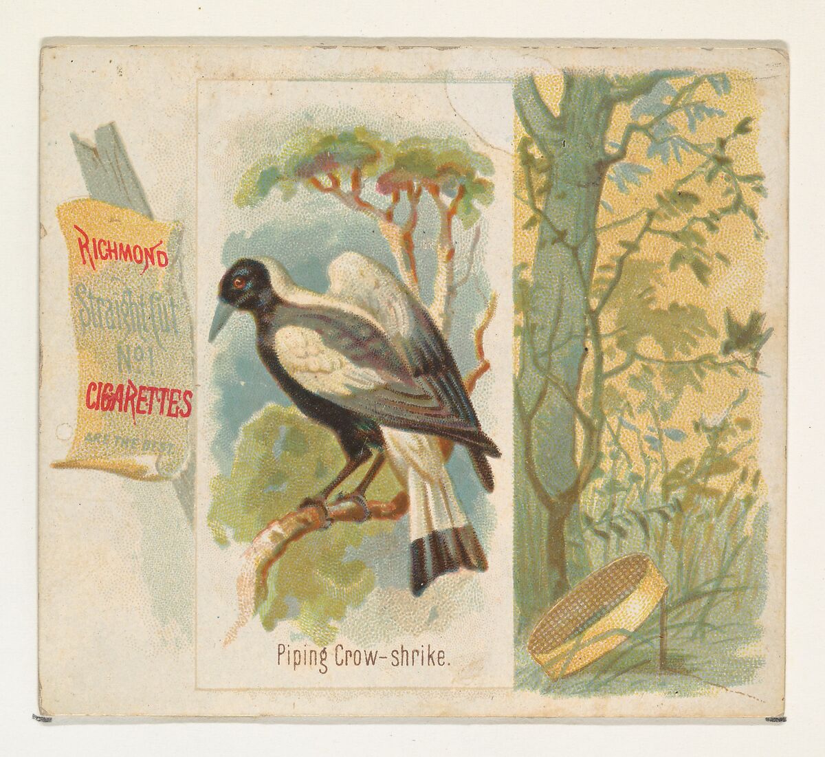 Piping Crow-shrike, from the Song Birds of the World series (N42) for Allen & Ginter Cigarettes, Issued by Allen &amp; Ginter (American, Richmond, Virginia), Commercial color lithograph 
