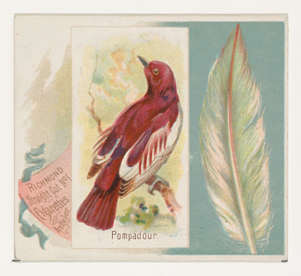 Pompadour, from the Song Birds of the World series (N42) for Allen & Ginter Cigarettes, Issued by Allen &amp; Ginter (American, Richmond, Virginia), Commercial color lithograph 