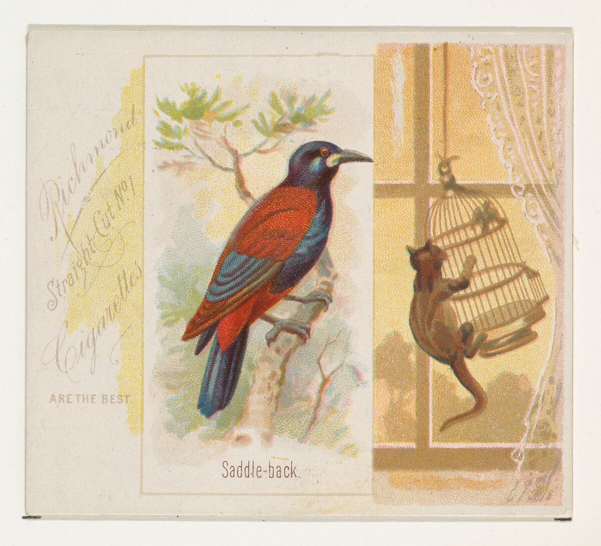 Saddle-back, from the Song Birds of the World series (N42) for Allen & Ginter Cigarettes, Issued by Allen &amp; Ginter (American, Richmond, Virginia), Commercial color lithograph 