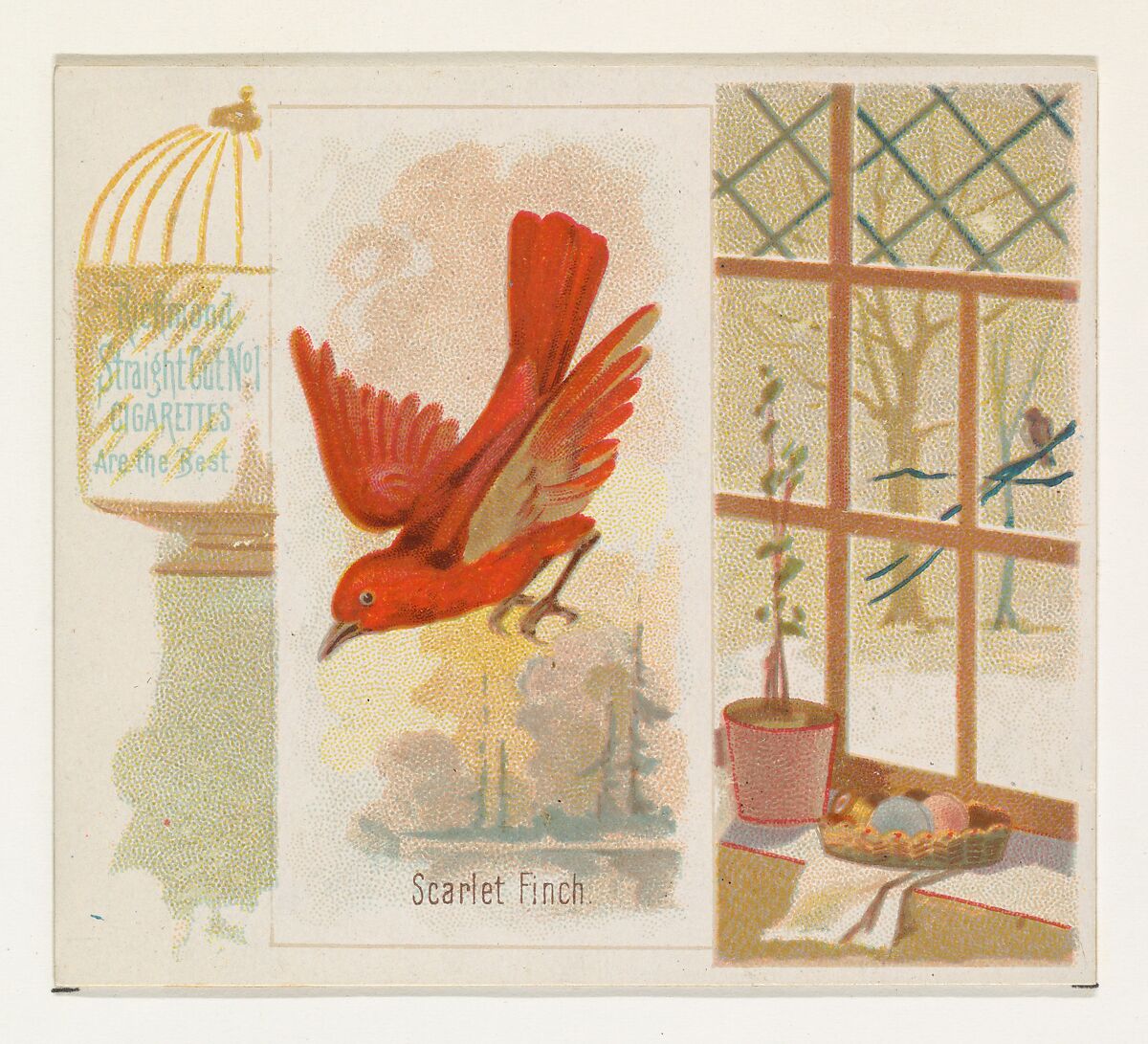 Scarlet Finch, from the Song Birds of the World series (N42) for Allen & Ginter Cigarettes, Issued by Allen &amp; Ginter (American, Richmond, Virginia), Commercial color lithograph 