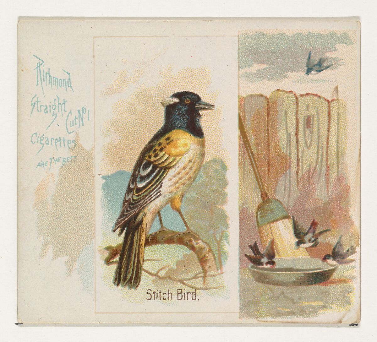 Stitch Bird, from the Song Birds of the World series (N42) for Allen & Ginter Cigarettes, Issued by Allen &amp; Ginter (American, Richmond, Virginia), Commercial color lithograph 