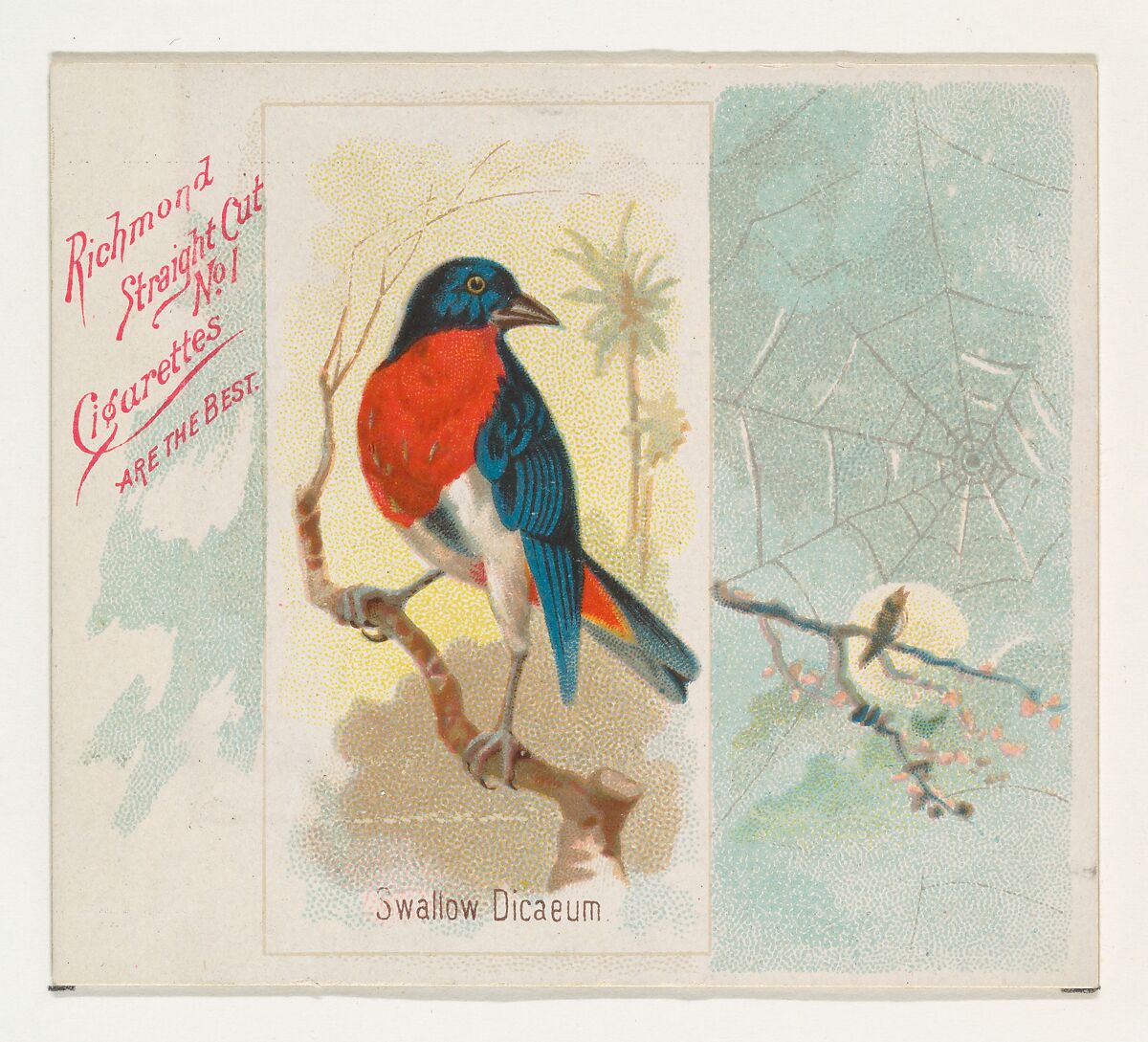 Swallow Dicaeum, from the Song Birds of the World series (N42) for Allen & Ginter Cigarettes, Issued by Allen &amp; Ginter (American, Richmond, Virginia), Commercial color lithograph 