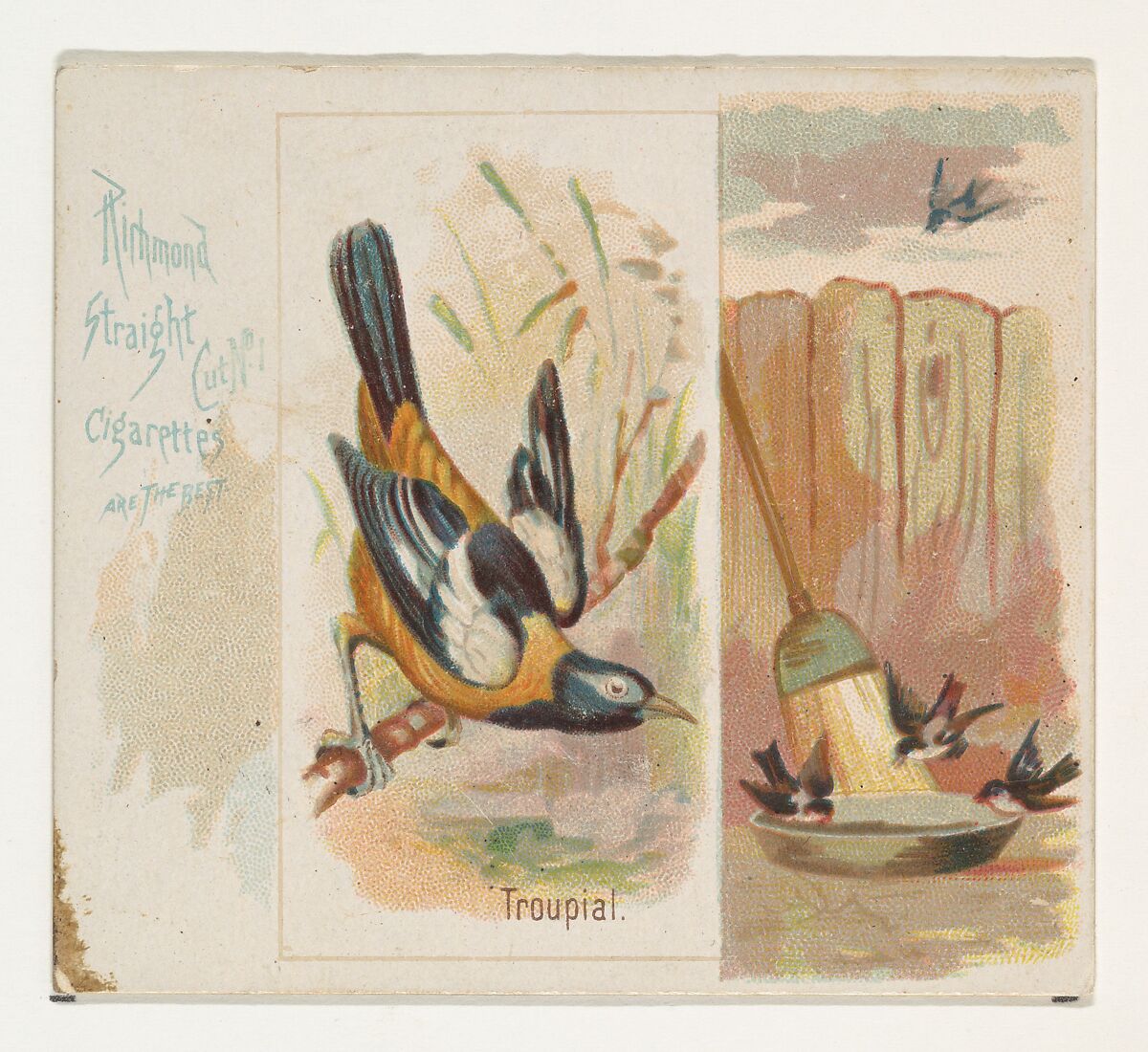 Troupial, from the Song Birds of the World series (N42) for Allen & Ginter Cigarettes, Issued by Allen &amp; Ginter (American, Richmond, Virginia), Commercial color lithograph 