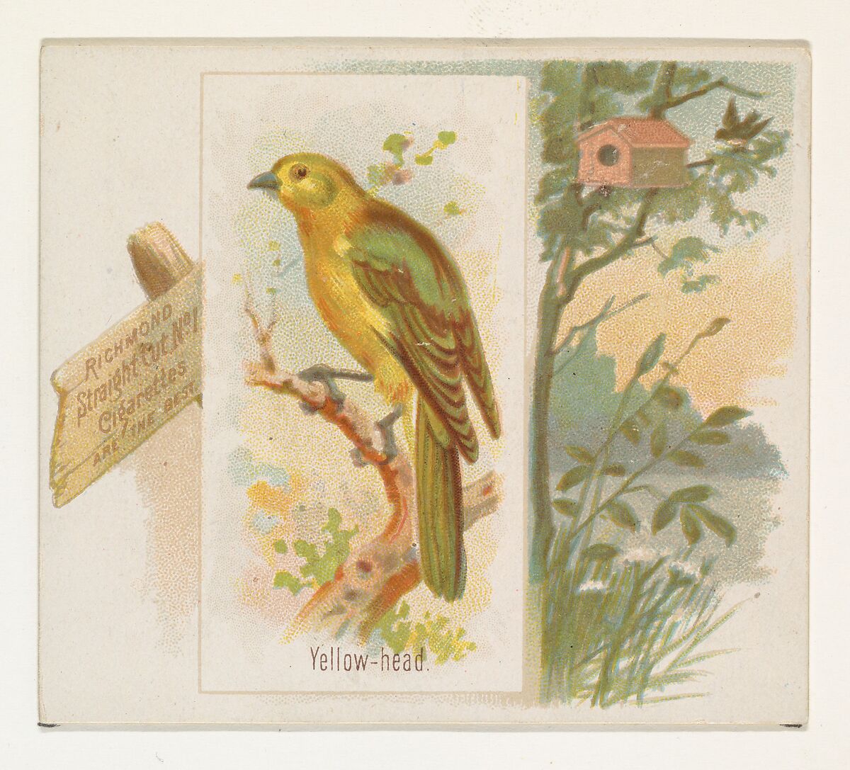 Yellow-head, from the Song Birds of the World series (N42) for Allen & Ginter Cigarettes, Issued by Allen &amp; Ginter (American, Richmond, Virginia), Commercial color lithograph 