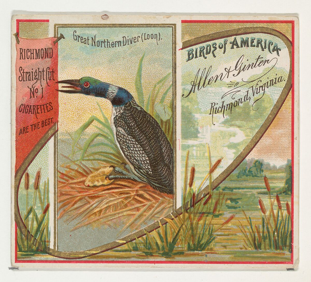 Great Northern Diver (Loon), from the Birds of America series (N37) for Allen & Ginter Cigarettes, Issued by Allen &amp; Ginter (American, Richmond, Virginia), Commercial color lithograph 