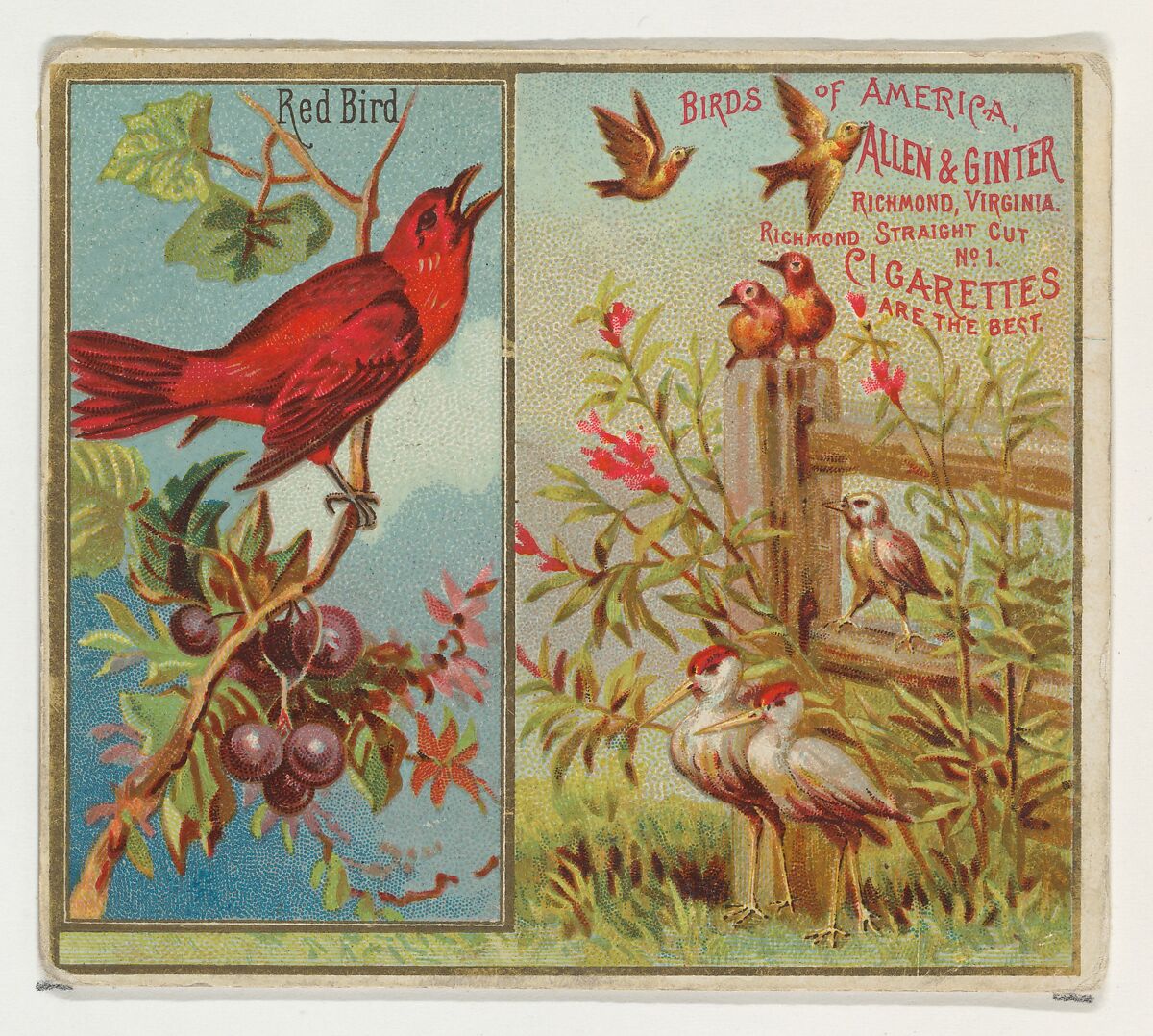 Red Bird, from the Birds of America series (N37) for Allen & Ginter Cigarettes, Issued by Allen &amp; Ginter (American, Richmond, Virginia), Commercial color lithograph 