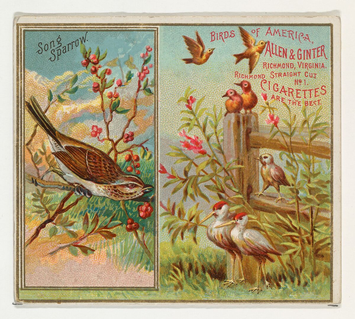 Issued by Allen & Ginter | Song Sparrow, from the Birds of America ...