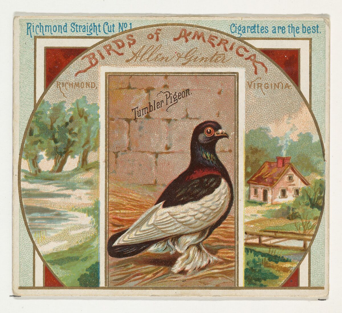 Tumbler Pigeon, from the Birds of America series (N37) for Allen & Ginter Cigarettes, Issued by Allen &amp; Ginter (American, Richmond, Virginia), Commercial color lithograph 
