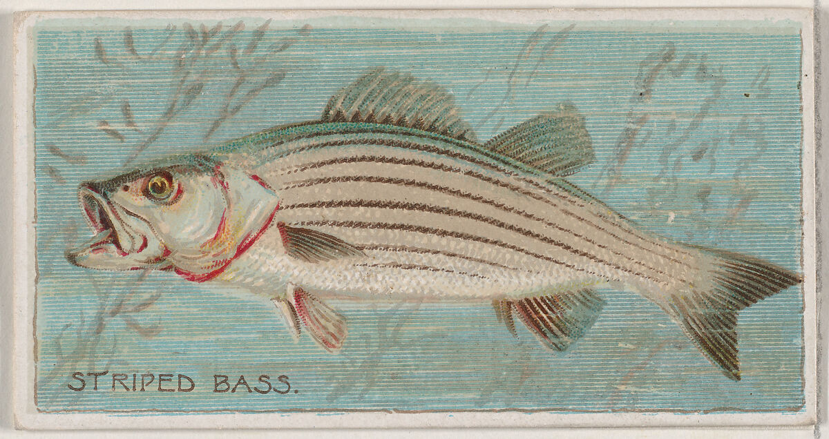 Striped Bass, from the series Fishers and Fish (N74) for Duke brand cigarettes, Lithography by Knapp &amp; Company (American, New York), Commercial color lithograph 