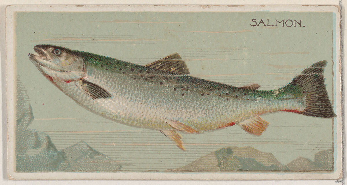 Salmon, from the series Fishers and Fish (N74) for Duke brand cigarettes, Lithography by Knapp &amp; Company (American, New York), Commercial color lithograph 