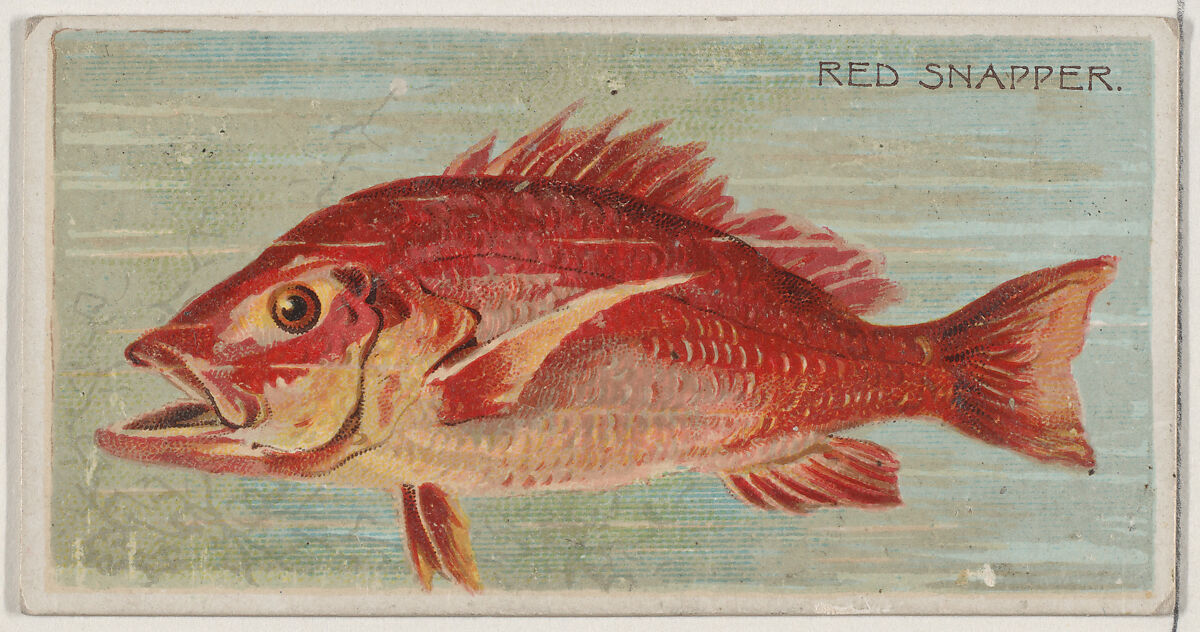 Red Snapper, from the series Fishers and Fish (N74) for Duke brand cigarettes, Lithography by Knapp &amp; Company (American, New York), Commercial color lithograph 