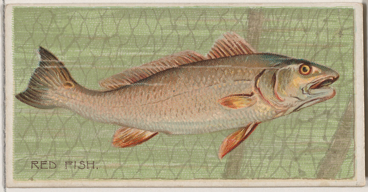 Red Fish, from the series Fishers and Fish (N74) for Duke brand cigarettes, Lithography by Knapp &amp; Company (American, New York), Commercial color lithograph 