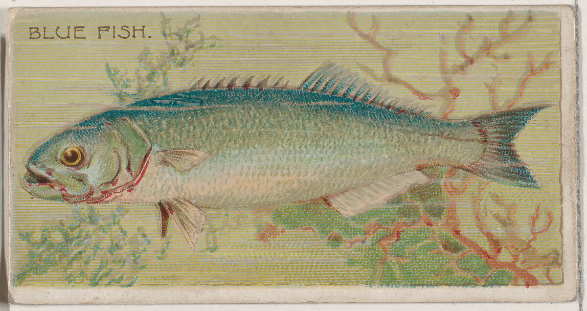 Blue Fish, from the series Fishers and Fish (N74) for Duke brand cigarettes, Lithography by Knapp &amp; Company (American, New York), Commercial color lithograph 