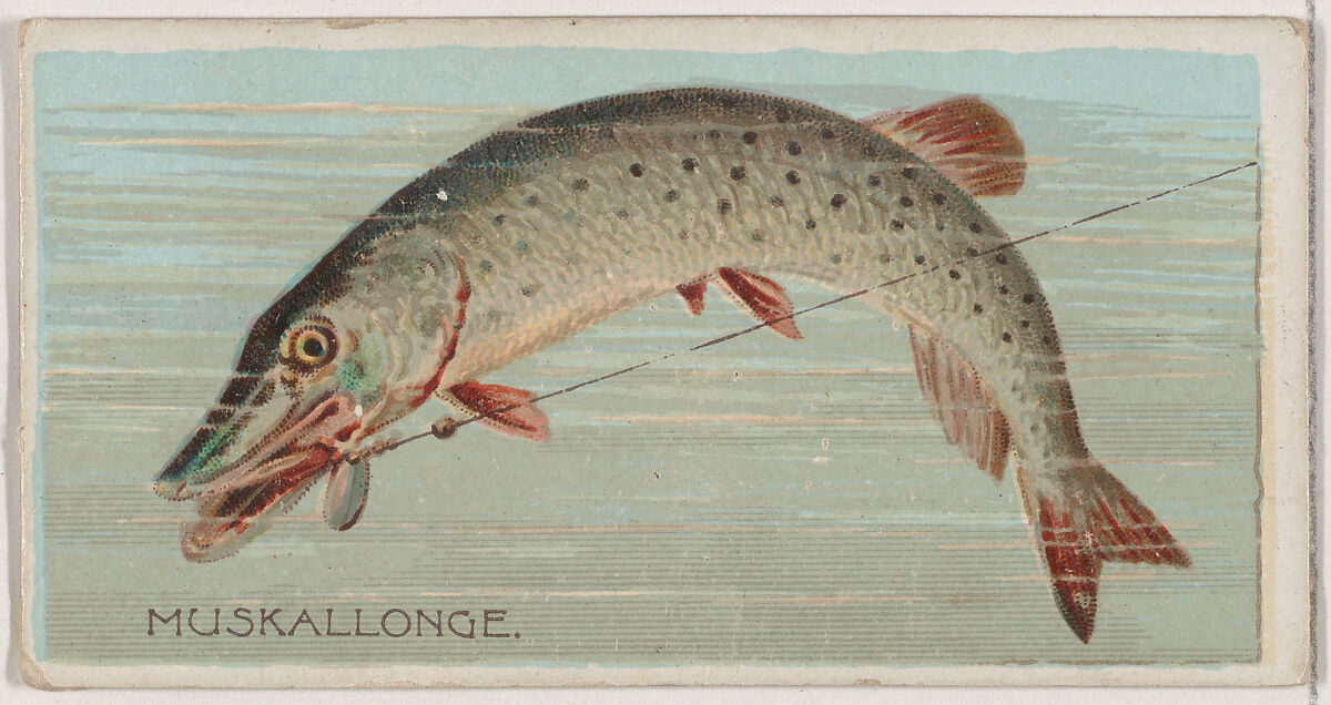 Muskallonge, from the series Fishers and Fish (N74) for Duke brand cigarettes, Lithography by Knapp &amp; Company (American, New York), Commercial color lithograph 