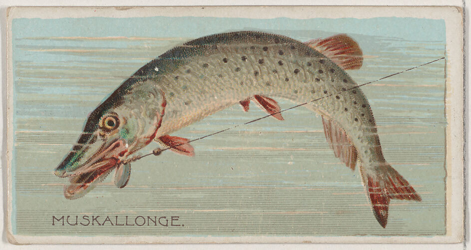 Muskallonge, from the series Fishers and Fish (N74) for Duke brand cigarettes