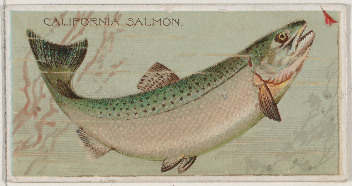 California Salmon, from the series Fishers and Fish (N74) for Duke brand cigarettes, Lithography by Knapp &amp; Company (American, New York), Commercial color lithograph 