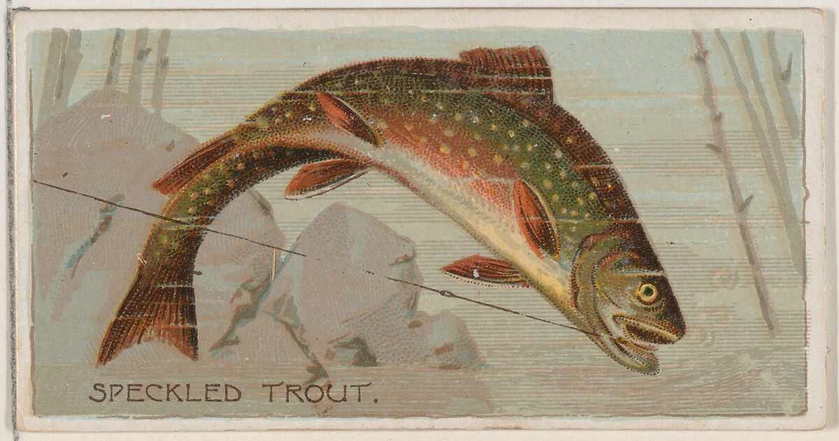 Speckled Trout, from the series Fishers and Fish (N74) for Duke brand cigarettes, Lithography by Knapp &amp; Company (American, New York), Commercial color lithograph 