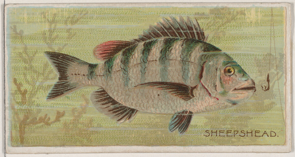 Sheepshead, from the series Fishers and Fish (N74) for Duke brand cigarettes, Lithography by Knapp &amp; Company (American, New York), Commercial color lithograph 