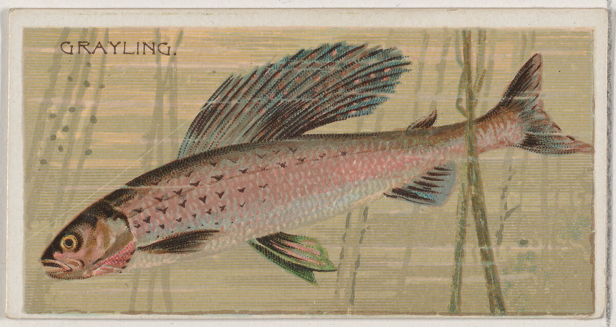 Grayling, from the series Fishers and Fish (N74) for Duke brand cigarettes, Lithography by Knapp &amp; Company (American, New York), Commercial color lithograph 