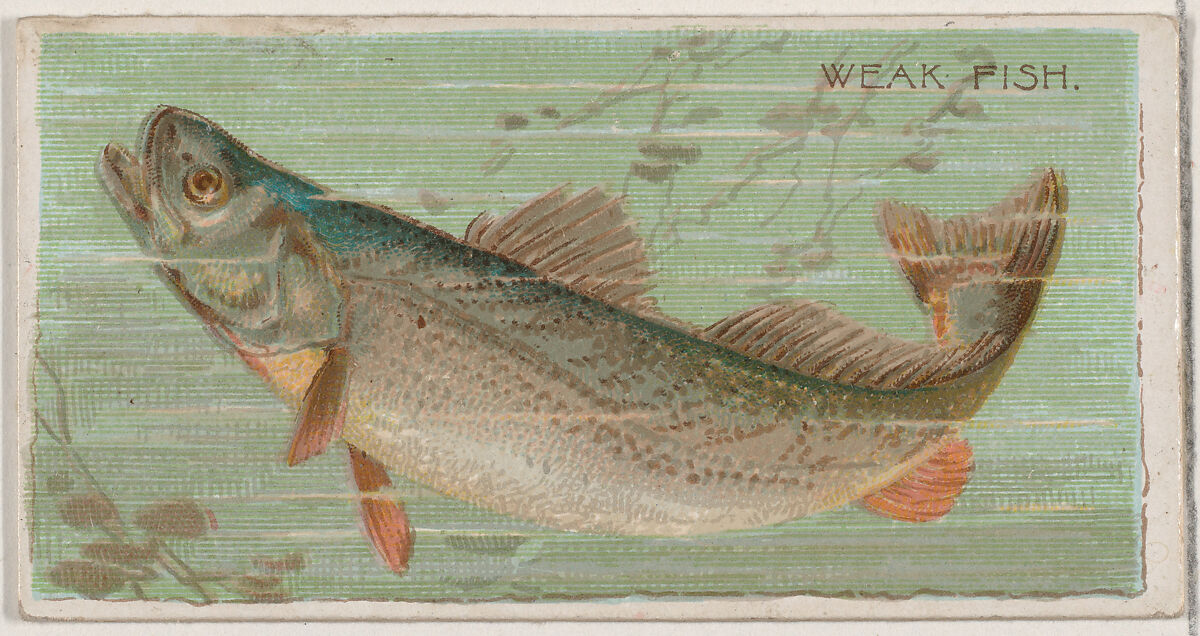 Weak Fish, from the series Fishers and Fish (N74) for Duke brand cigarettes, Lithography by Knapp &amp; Company (American, New York), Commercial color lithograph 