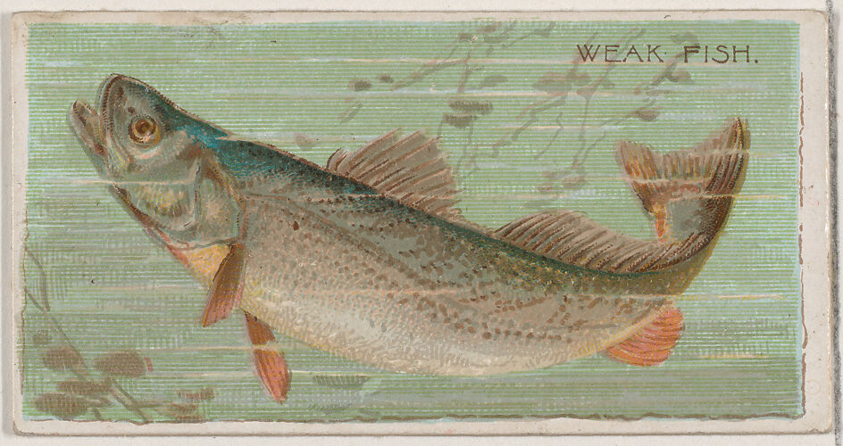 Weak Fish, from the series Fishers and Fish (N74) for Duke brand cigarettes