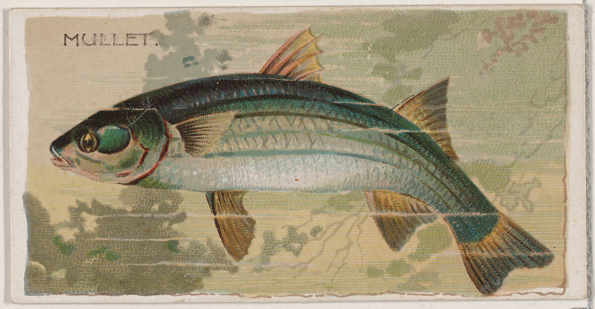 Mullet, from the series Fishers and Fish (N74) for Duke brand cigarettes, Lithography by Knapp &amp; Company (American, New York), Commercial color lithograph 