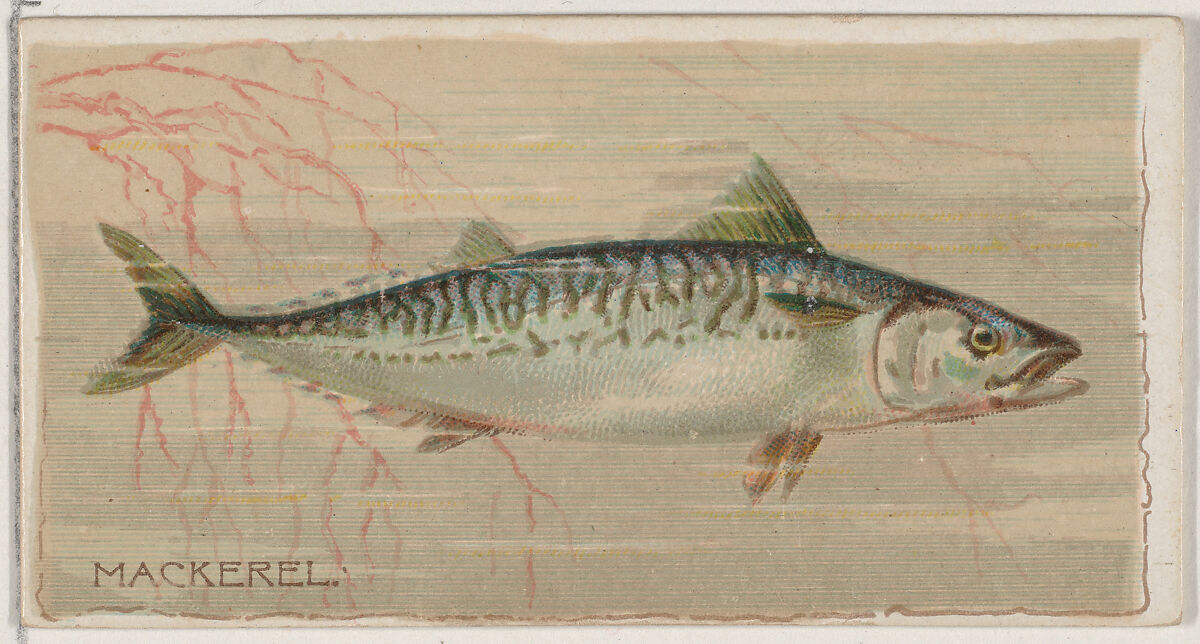 Mackerel, from the series Fishers and Fish (N74) for Duke brand cigarettes, Lithography by Knapp &amp; Company (American, New York), Commercial color lithograph 
