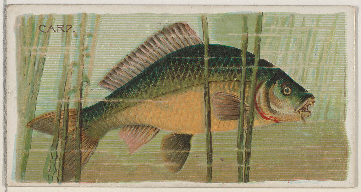 Carp, from the series Fishers and Fish (N74) for Duke brand cigarettes, Lithography by Knapp &amp; Company (American, New York), Commercial color lithograph 