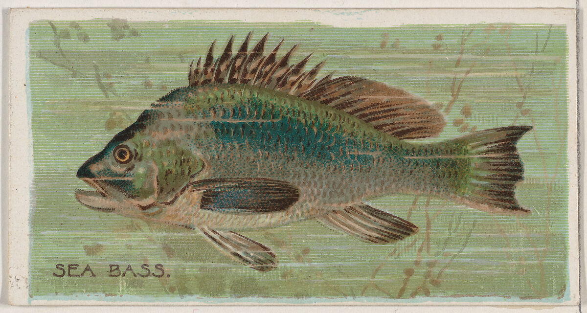 Sea Bass, from the series Fishers and Fish (N74) for Duke brand cigarettes, Lithography by Knapp &amp; Company (American, New York), Commercial color lithograph 