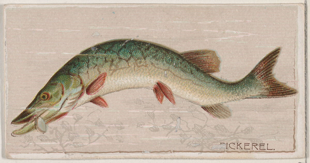 Pickerel, from the series Fishers and Fish (N74) for Duke brand cigarettes, Lithography by Knapp &amp; Company (American, New York), Commercial color lithograph 