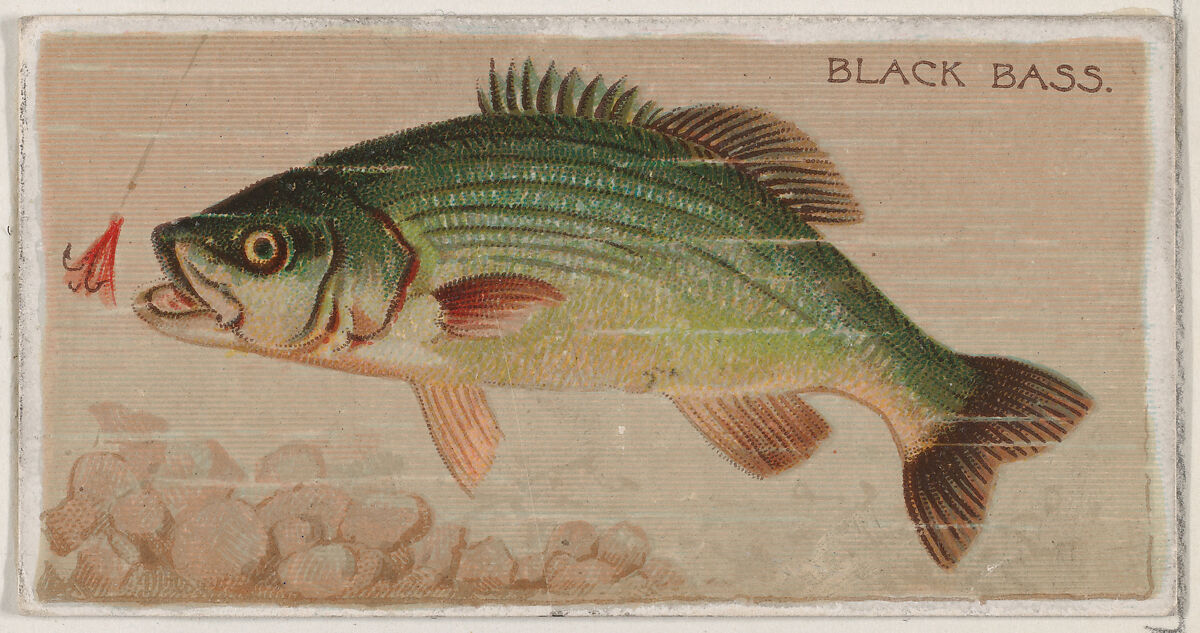 Black Bass, from the series Fishers and Fish (N74) for Duke brand cigarettes, Lithography by Knapp &amp; Company (American, New York), Commercial color lithograph 