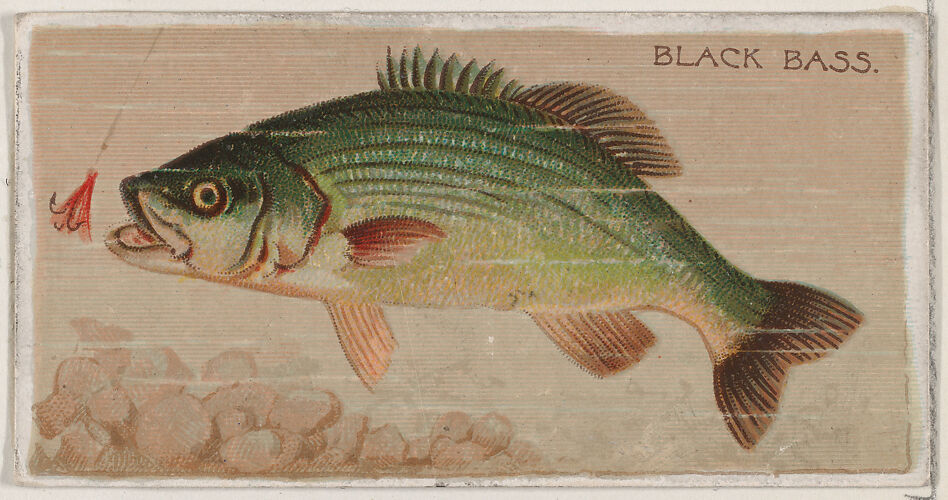 Black Bass, from the series Fishers and Fish (N74) for Duke brand cigarettes
