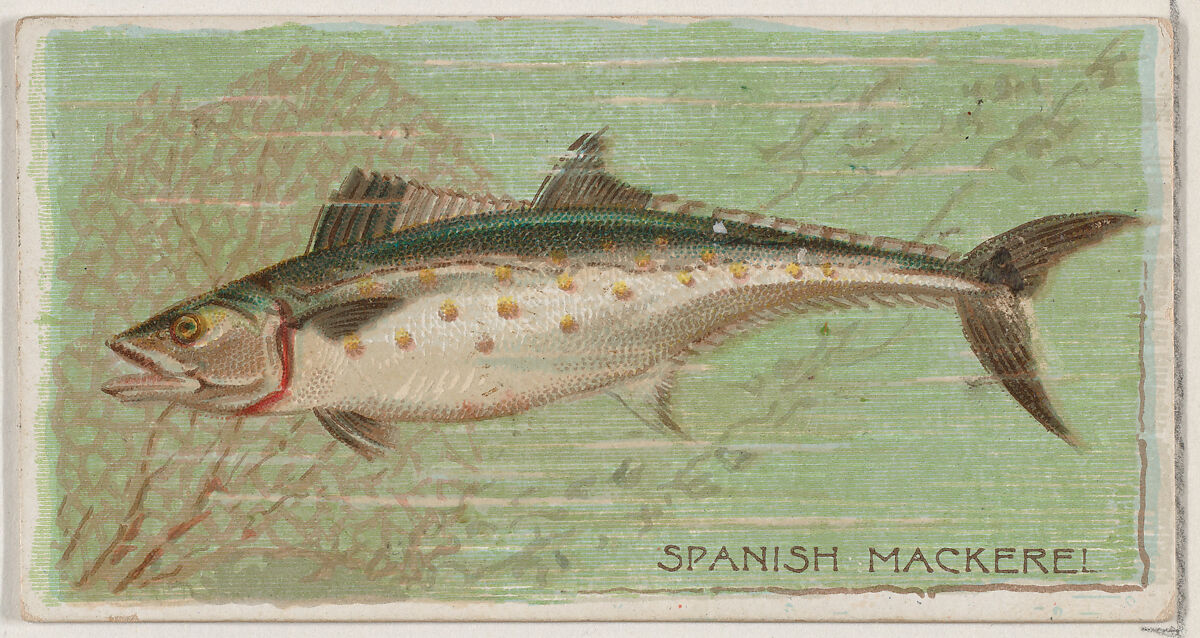 Spanish Mackerel, from the series Fishers and Fish (N74) for Duke brand cigarettes, Lithography by Knapp &amp; Company (American, New York), Commercial color lithograph 