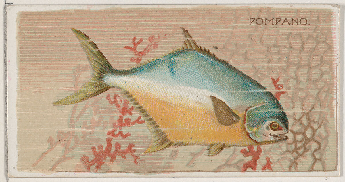 Pompano, from the series Fishers and Fish (N74) for Duke brand cigarettes, Lithography by Knapp &amp; Company (American, New York), Commercial color lithograph 