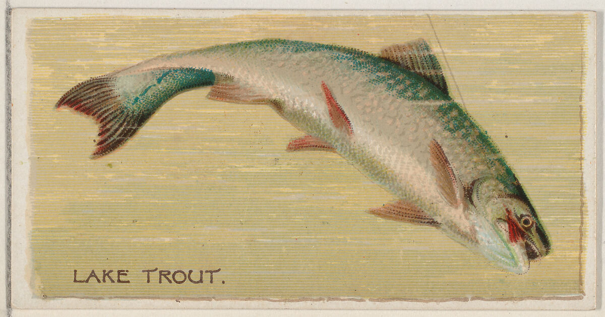 Lake Trout, from the series Fishers and Fish (N74) for Duke brand cigarettes, Lithography by Knapp &amp; Company (American, New York), Commercial color lithograph 