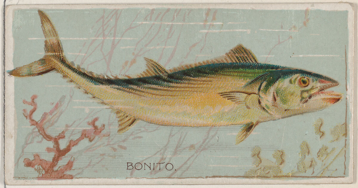 Bonito, from the series Fishers and Fish (N74) for Duke brand cigarettes, Lithography by Knapp &amp; Company (American, New York), Commercial color lithograph 